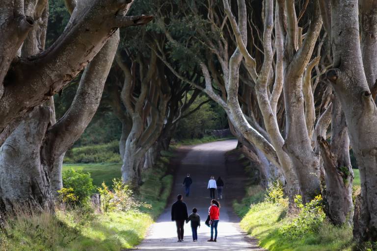 Ierland_The_Dark_Hedges_road.jpg