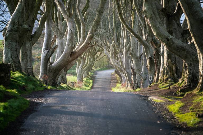 Ierland_road_The_Dark_Hedges.jpg