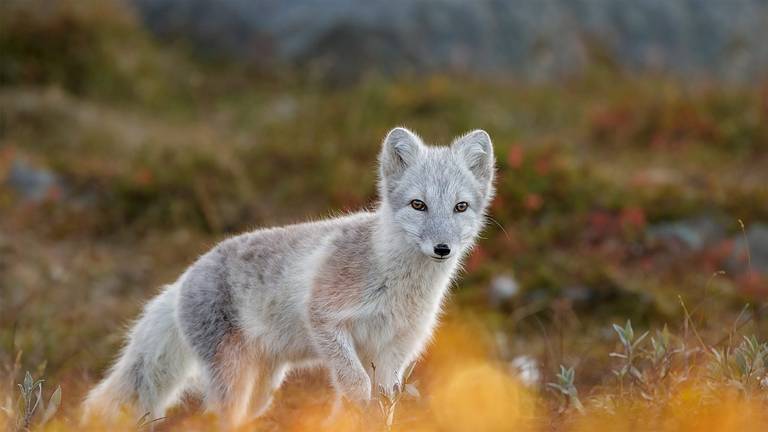 Noorwegen_Trondheim_Dovrefjell-Sunndalsfjella_fox.jpg