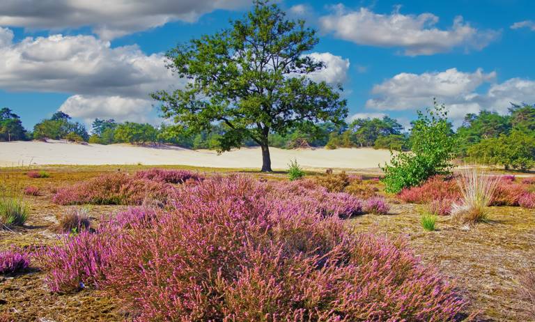 Den-Bosch_Loonse-Duinen.jpg