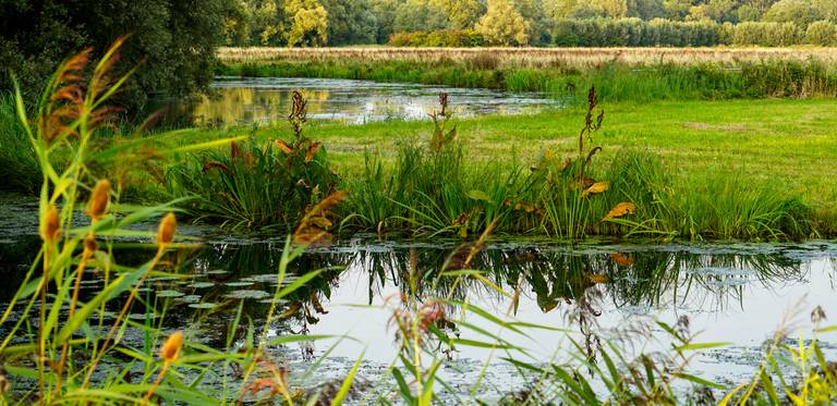Biesbosch_natuur.jpg