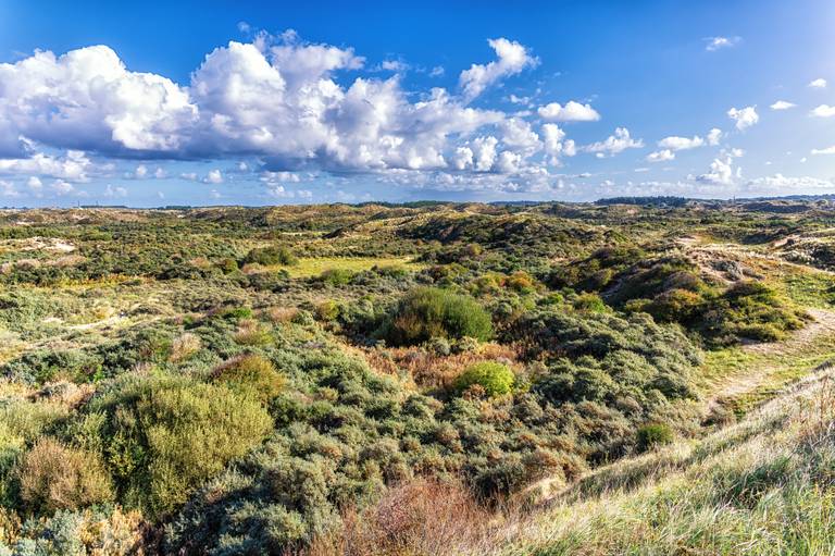 Zandvoort_duinen.jpg