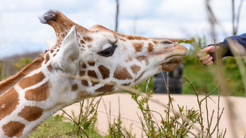 Beleef een beestachtig avontuur in Wildlands Adventure Zoo Emmen inclusief hotelovernachting in de buurt!