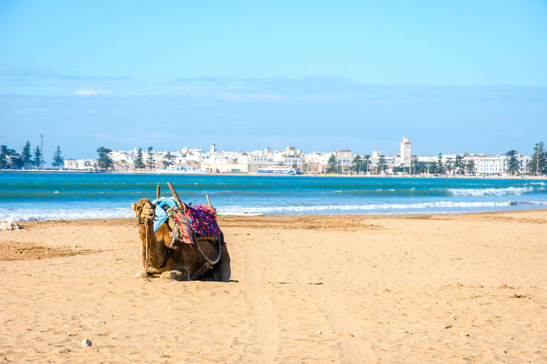 essaouira-strand-kameel-uitzicht.jpg