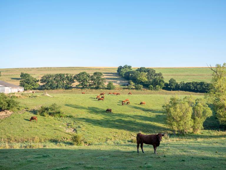 Belgische-Ardennen---Koeien.jpg