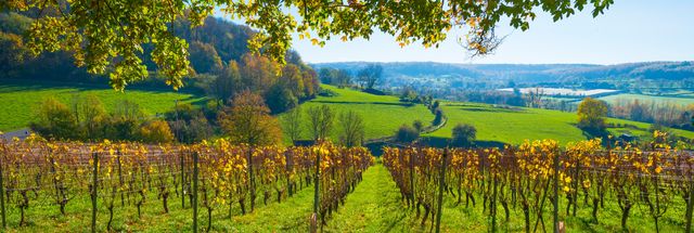 Wijnvakantie in Limburg vanuit 4*-hotel met wijnproeverij en wandeling vanuit Valkenburg