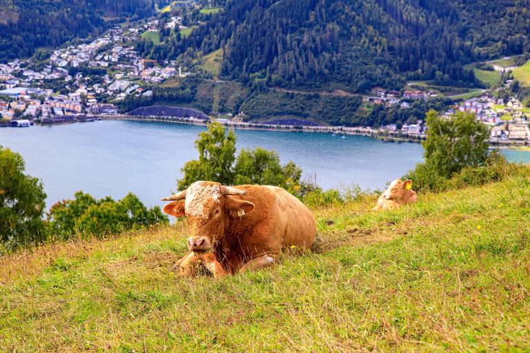 Zell-am-See---Dieren.jpg