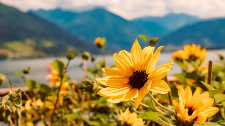 Zell-am-See---bloemen.jpg