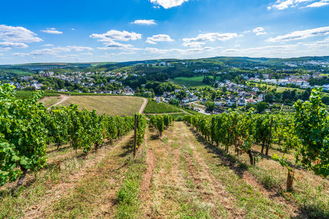 Ontdek de Moezel wijnstreek vanuit Trier met een stadswandeling met gids & wijnproeverij!