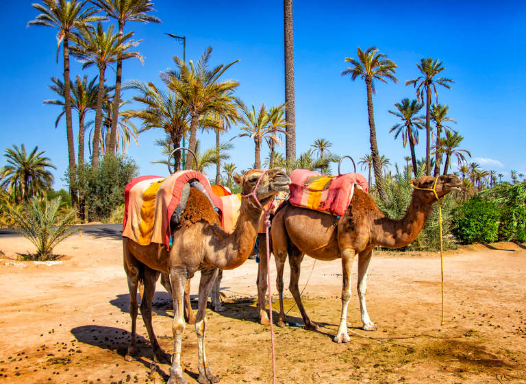 Marrakech---Camels.jpg