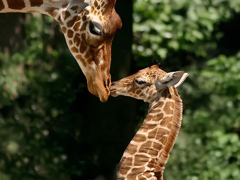 Ontdek Artis, de oudste dierentuin van Nederland in hartje Amsterdam!