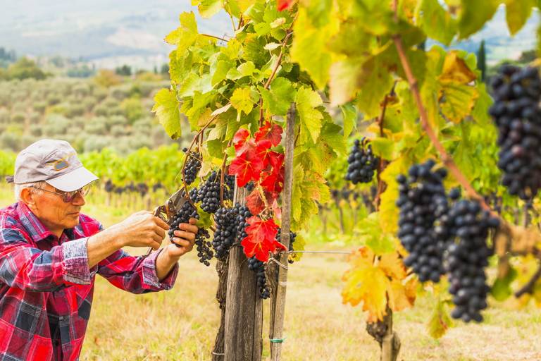 Toscane_Chianti_Classico.jpg