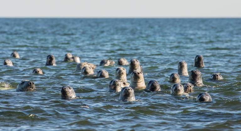 Terschelling_Zeehonden_boottocht.jpg