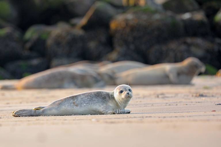 Terschelling_zeehond_baby.jpg